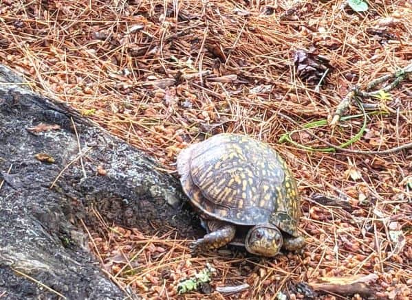 Small turtle in Bluestone State Park