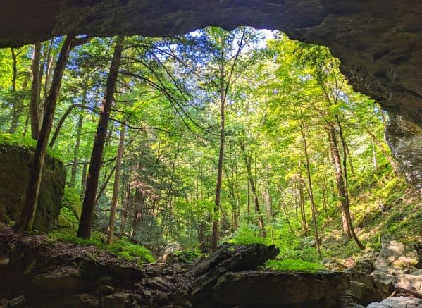 View of the forest from inside Cascades Cave