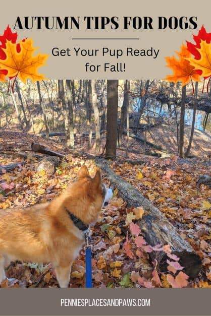 Autumn tips for dogs pin