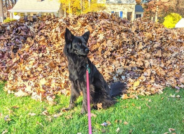 Black dog sitting in front of a leaf pile bigger than she is