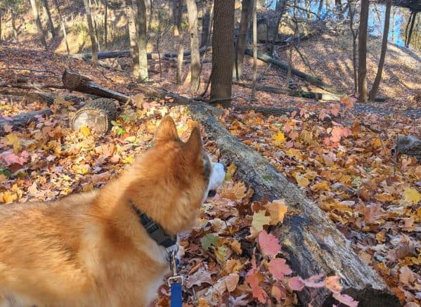 Dog staring off into woods with fallen leaves on the ground
