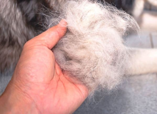 Hand holding a ball of dog hair
