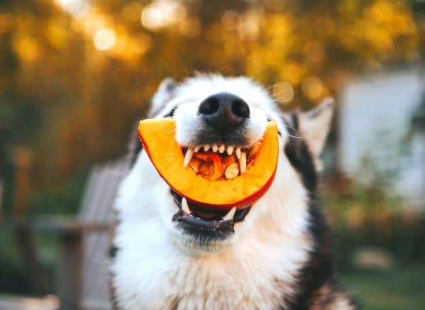 Husky holding a piece of pumpkin