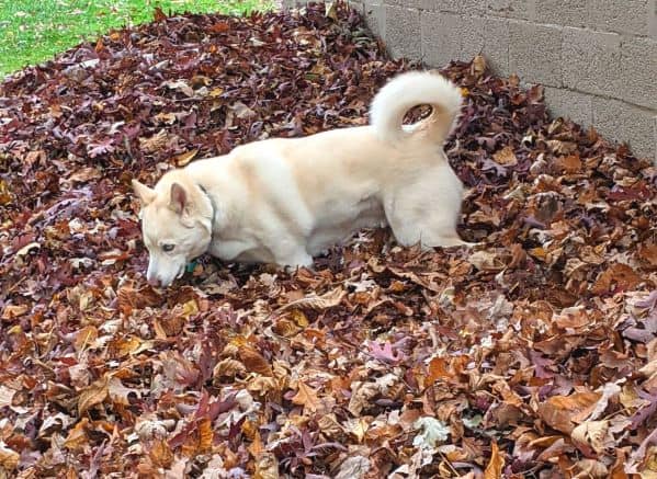 husky in a leaf pile
