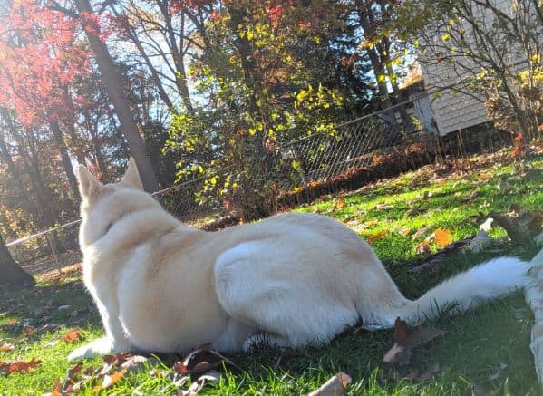 Husky laying in the fall sun