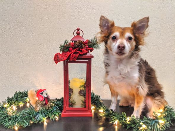 Small dog sitting next to christmas lantern, and christmas lights 