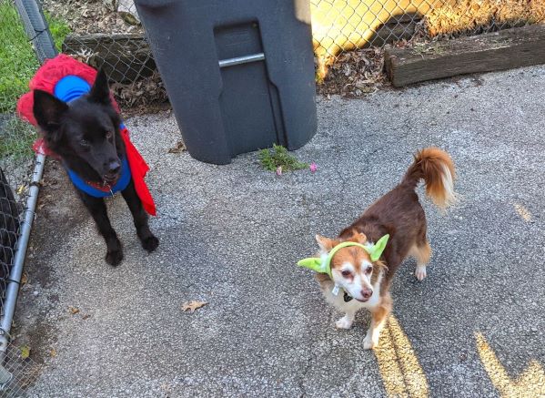 two dogs, one dressed as supergirl and the other wearing yoda ears