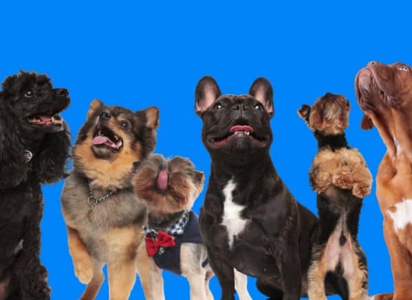 6 dogs of different breeds in a line looking upwards