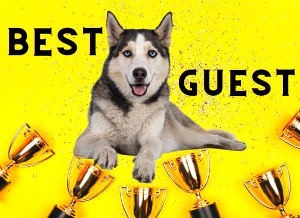 Husky surrounded by trophies and the words 'best guest'
