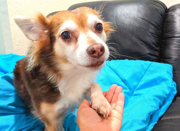 Small dog placing paw in person's hand