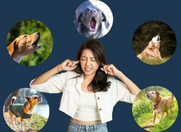 Woman plugging her ears, surrounded by barking dogs