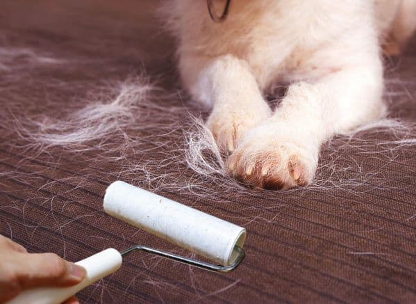 lint roller near a couch with a dog and dog hair on it