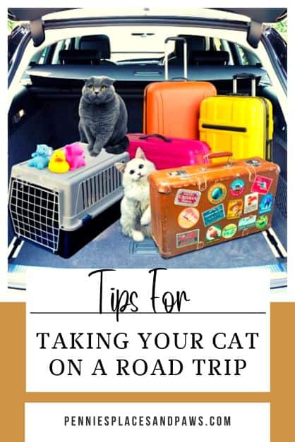 Tips for Taking a Cat on a Road Trip pin