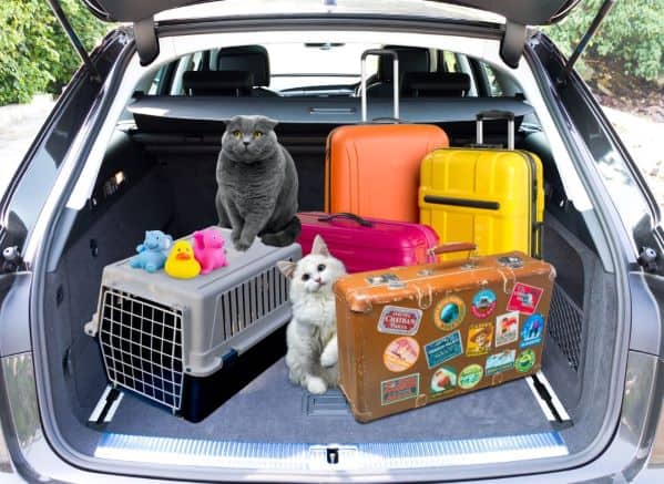 cats, crate, and suitcases in the back of a car