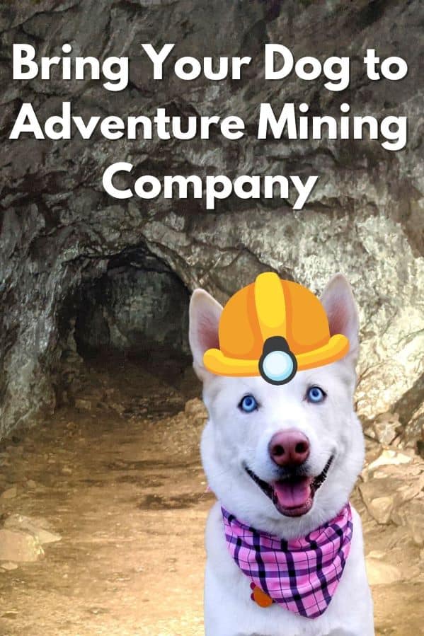 Bring Your Dog to Adventure Mining Company