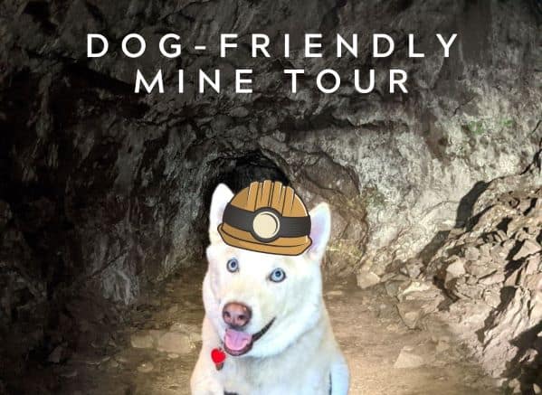 Dog wearing a cartoon miners helmet in a copper mine