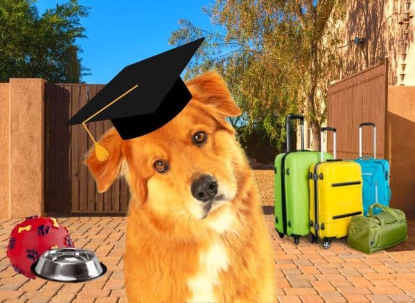 Dog wearing graduation hat sitting in front of house with suitcases, dog bowl, and toy