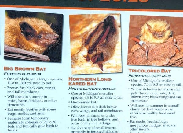 Sign about 3 types of bats in Upper Michigan