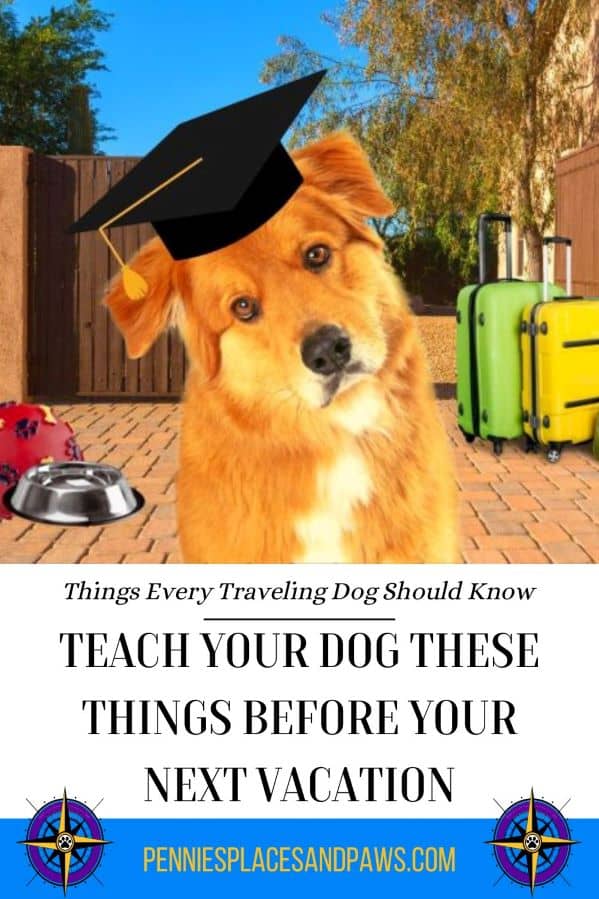 Teach your Dog these Basic Travel Commands pin