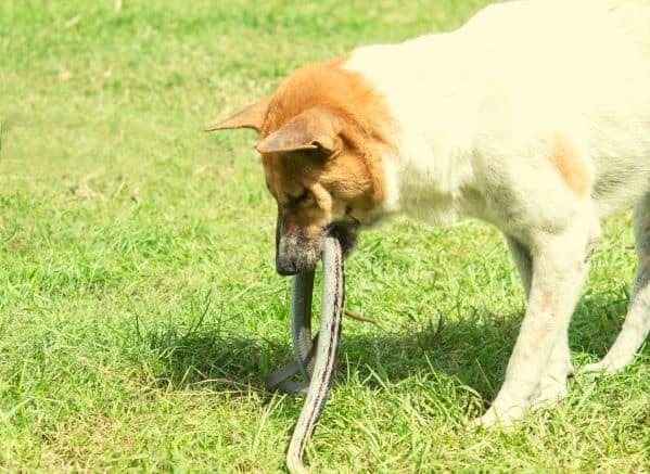 dog with snake in mouth