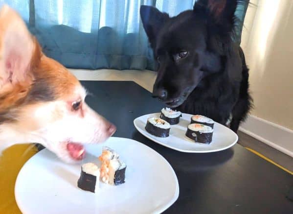 2 dogs eating dog sushi off of two white plates