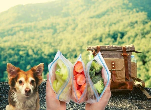 Dog next to a hiking bag staring at hands holding dog friendly hiking snacks