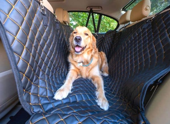 Dog laying in the backseat of a car