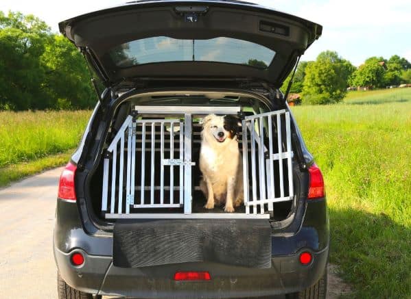 Dog sitting in a crate in the back of a hatchback