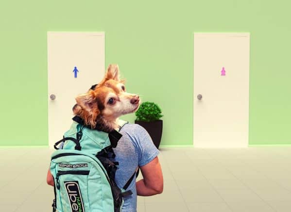 Man carrying a dog in a backpack approaching a bathroom door