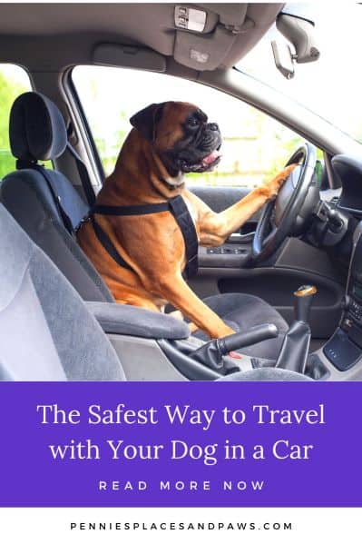 Safest Way to Travel with a dog in the car pin
