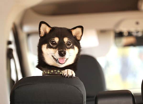 Small dog peeking over front seat of car