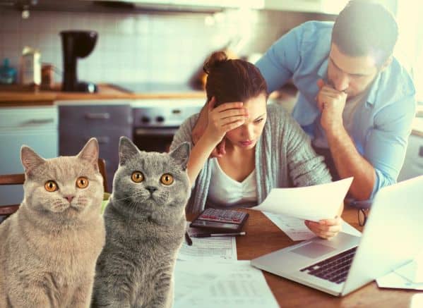 Two cats sitting next to stressed owners looking at finances and vet bills