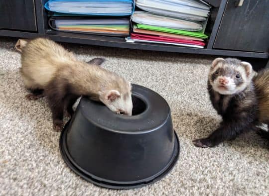 1 ferret playing with an empty plastic bundt cake container 1 ferret looking at camera