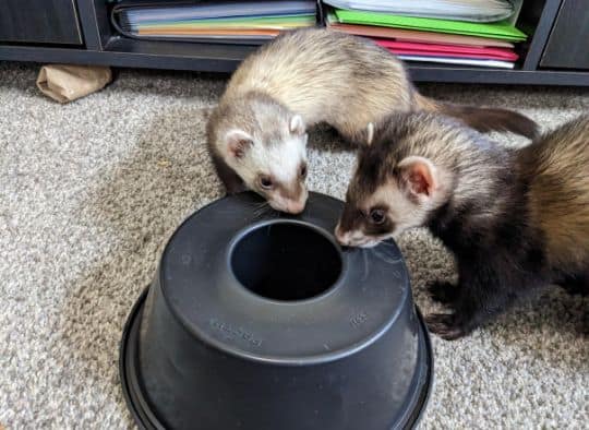 2 ferrets playing with an empty plastic bundt cake container
