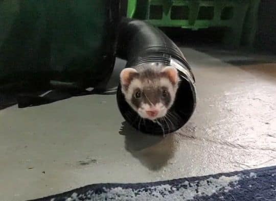 Ferret coming out of corrugate tube