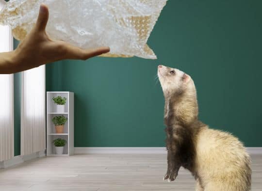 Ferret looking up a a hand holding bubble wrap