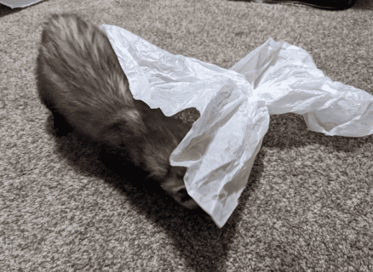 Ferret pushing a piece of tissue paper around