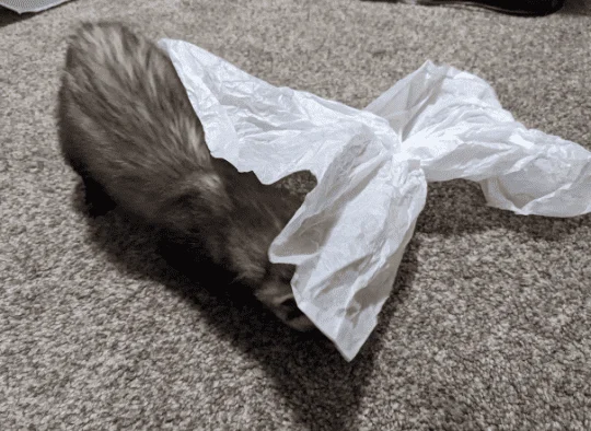 Ferret pushing a piece of tissue paper around