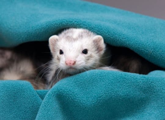 Ferret wrapped in a blanket