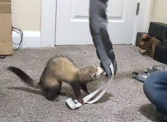 ferret playing with the waistband and drawstrings of an old pair of sweatpants