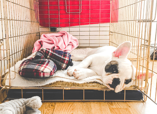 French bulldog laying in crate on blanket and next to toys