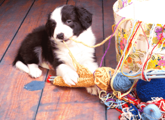 Puppy chewing on yarn taken out of a basket