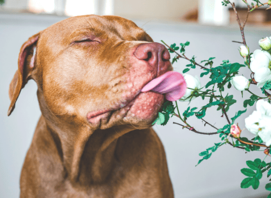 dog licking indoor plant