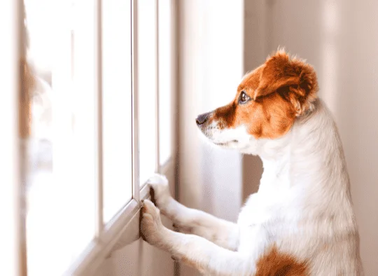 dog looking out window