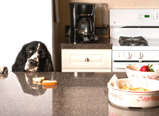 dog peering over kitchen counter with food on it
