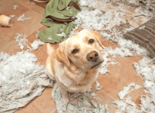 dog sitting around a pillow ripped apart