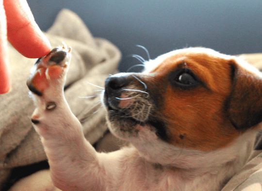 finger touching raised paw of small puppy