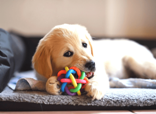puppy chewing a toy on a dog bed