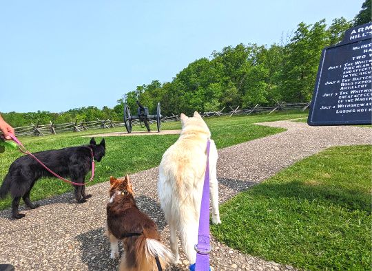 3 dogs looking at a cannon in Gettysburg