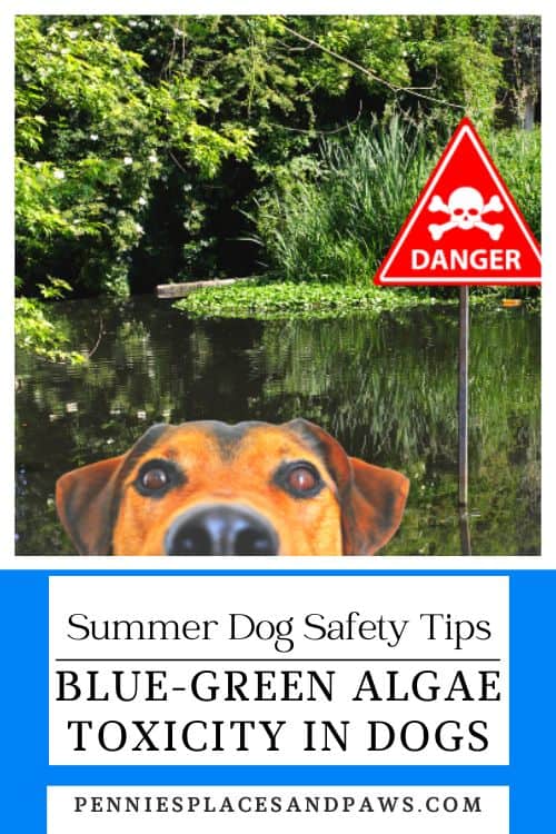 Blue green algae toxicity in dogs pin